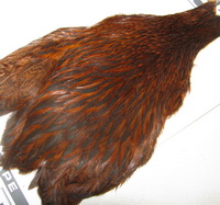 Brahma hen cape badger brown  Whiting 